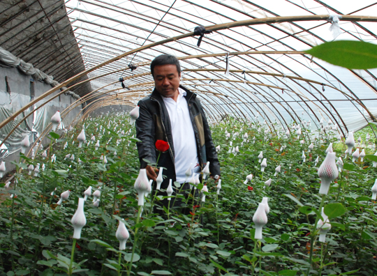 白山市发展大棚花卉种植业帮助困难群众脱贫致富